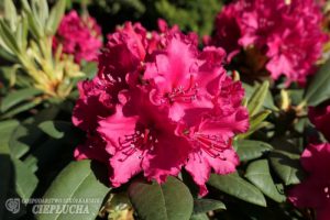 8. ciepłucha kolekcja rhodo kiss - ZDJĘCIE